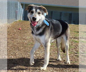Siberian Husky-Unknown Mix Dogs for adoption in Omaha, NE, USA