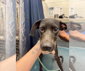 Labrador Retriever Dogs for adoption in Mobile, AL, USA