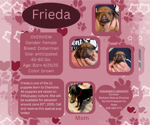 Doberman Pinscher Dogs for adoption in Rancho Cordova, CA, USA