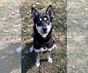 Siberian Husky-Unknown Mix Dogs for adoption in Clarkston, MI, USA