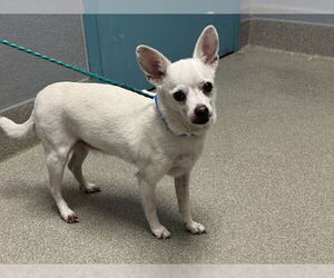 Chihuahua-Unknown Mix Dogs for adoption in Las Vegas, NV, USA