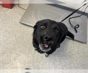 Border Collie-Unknown Mix Dogs for adoption in Visalia, CA, USA