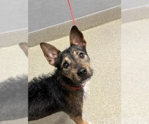 Mutt Dogs for adoption in Las Vegas, NV, USA