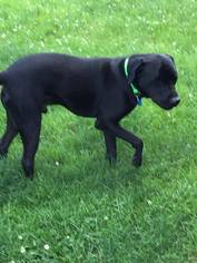 Labrador Retriever-Unknown Mix Dogs for adoption in Uwchland, PA, USA