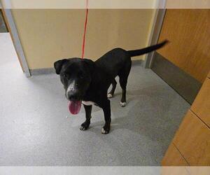 Labrador Retriever-Unknown Mix Dogs for adoption in Orange, CA, USA