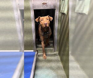 Mutt Dogs for adoption in Downey, CA, USA