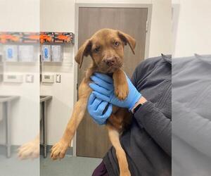 Shepradors Dogs for adoption in Baytown, TX, USA