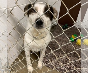Border Collie Dogs for adoption in Kewanee, IL, USA