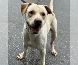 Labrador Retriever-Unknown Mix Dogs for adoption in Raleigh, NC, USA