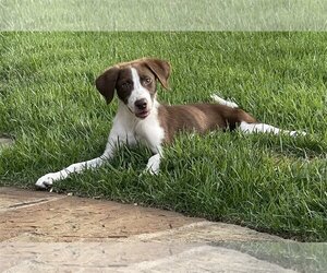 Labradoodle Dogs for adoption in Denton, TX, USA