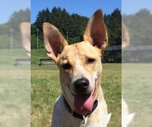 Ibizan Hound-Unknown Mix Dogs for adoption in LANGLEY, British Columbia, Canada
