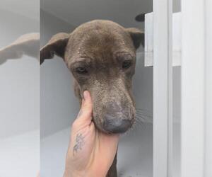 American Pit Bull Terrier-Unknown Mix Dogs for adoption in Houston, TX, USA