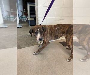 Labrador Retriever-Unknown Mix Dogs for adoption in San Bernardino, CA, USA