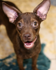 Doxie-Pin Dogs for adoption in Eureka Springs, AR, USA