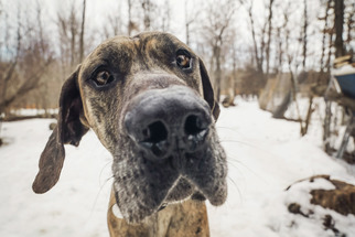 Great Dane Dogs for adoption in Otsego, WI, USA