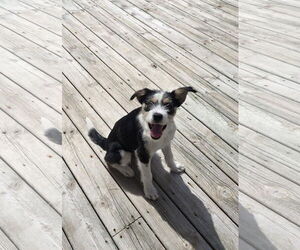 Jack Russell Terrier-Unknown Mix Dogs for adoption in Columbus, IN, USA