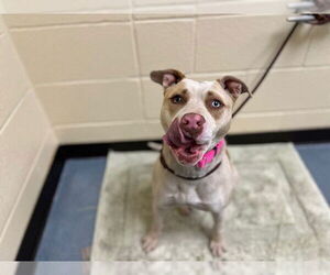 American Pit Bull Terrier-Unknown Mix Dogs for adoption in Denver, CO, USA