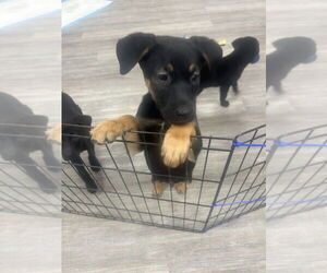 Shepradors Dogs for adoption in Minneapolis, MN, USA