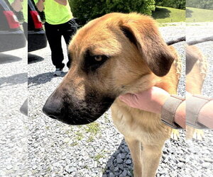 Mutt Dogs for adoption in Rockaway, NJ, USA
