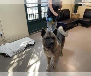 Akita Dogs for adoption in Pasadena, CA, USA