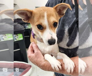Chihuahua-Unknown Mix Dogs for adoption in Rockaway, NJ, USA