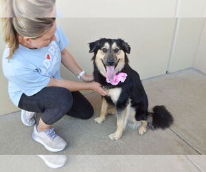 German Shepherd Dog-Unknown Mix Dogs for adoption in McKinney, TX, USA