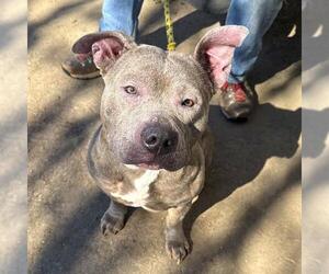 Bull Terrier-Staffordshire Bull Terrier Mix Dogs for adoption in Long Beach, CA, USA