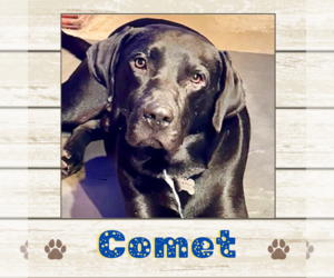 Labrador Retriever Dogs for adoption in Limerick, ME, USA
