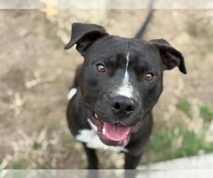 Mutt Dogs for adoption in Tulsa, OK, USA