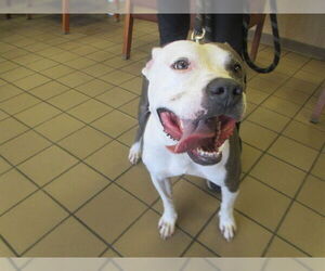 American Staffordshire Terrier-Unknown Mix Dogs for adoption in Ocala, FL, USA