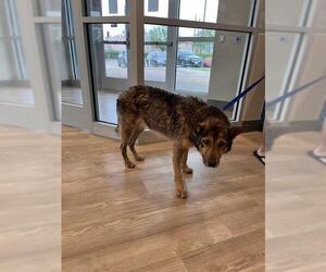 German Shepherd Dog Dogs for adoption in Pearland, TX, USA