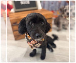 Maltese Dogs for adoption in Brooklyn Center, MN, USA