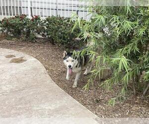 Siberian Husky Dogs for adoption in Corona, CA, USA