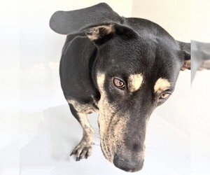 Mutt Dogs for adoption in Houston, TX, USA
