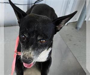 Chihuahua Dogs for adoption in Bakersfield, CA, USA