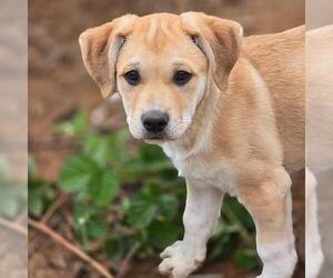 Labrador Retriever-Unknown Mix Dogs for adoption in San Diego, CA, USA