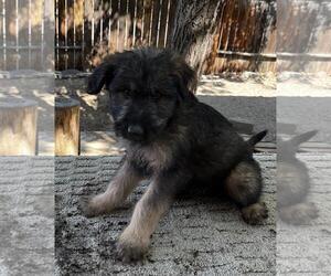 German Shepherd Dog-Unknown Mix Dogs for adoption in Incline Village, NV, USA