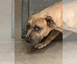 Mutt Dogs for adoption in San Bernardino, CA, USA