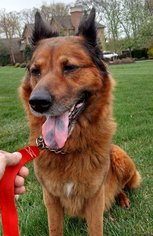 Chow Chow-German Shepherd Dog Mix Dogs for adoption in Pennington, NJ, USA