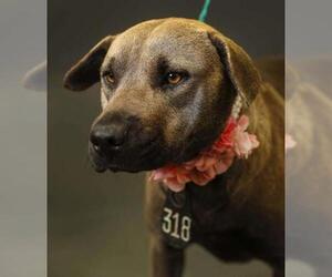 Blue Lacy Dogs for adoption in Houston, TX, USA