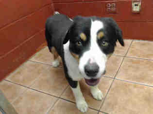 Bernese Mountain Dog Dogs for adoption in Downey, CA, USA