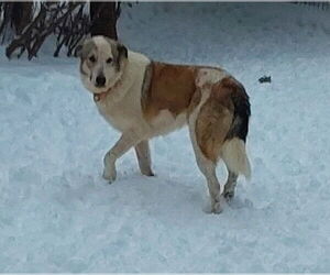 Great Pyrenees-Unknown Mix Dogs for adoption in Croydon, NH, USA