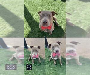 American Pit Bull Terrier Dogs for adoption in HESPERIA, CA, USA