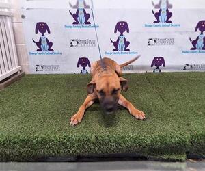 Black Mouth Cur-German Shepherd Dog Mix Dogs for adoption in Orlando, FL, USA