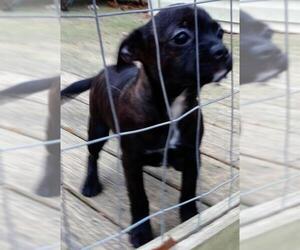French Bullhuahua Dogs for adoption in Baileyton, AL, USA