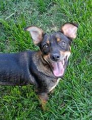 Pembroke Welsh Corgi Dogs for adoption in Pacolet, SC, USA