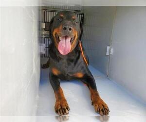 Rottweiler Dogs for adoption in Houston, TX, USA
