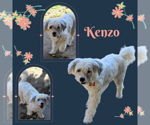 Lhasa-Poo Dogs for adoption in Lindsay, CA, USA