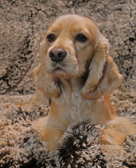 Cocker Spaniel Dogs for adoption in Phelan, CA, USA