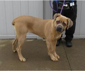 Mutt Dogs for adoption in Louisville, KY, USA